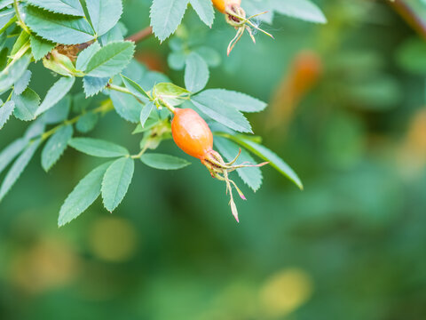 Unripe rose hips plant growing outdoors in the garden.