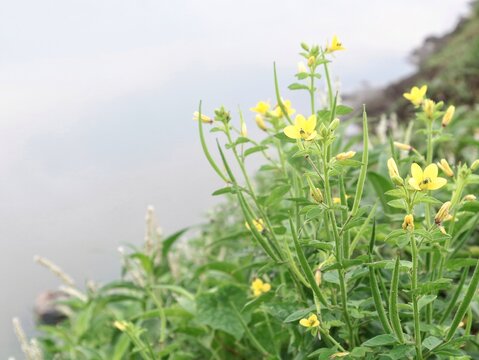 Close-up shot of blooming Cleome viscosa (Asian Spiderflower) featuring vibrant yellow petals and green palmate leaves in the riverbank 