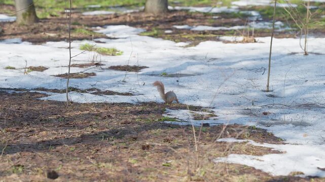 Squirrel exploring outdoors. Brown squirrel search amid snow. Small furry creature hunts in winter landscape. Squirrel scurries across melting snow in peaceful park setting