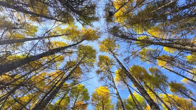 Slow motion video of walking through Siberian larch forest looking up to the tree crowns and blue sky.