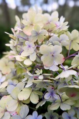 Obraz premium White hydrangea blooms softly in garden setting. Petals glow with delicate, dew-kissed freshness. Leaves frame flowers with deep, rich green contrast. Background softly blurs. Perfect for romantic