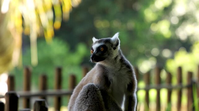 Ring-Tailed Lemur Sitting on a Wooden Fence in Australia