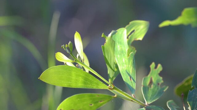 Close Up of Green Australian Wattle Leaves in Natural Sunlight