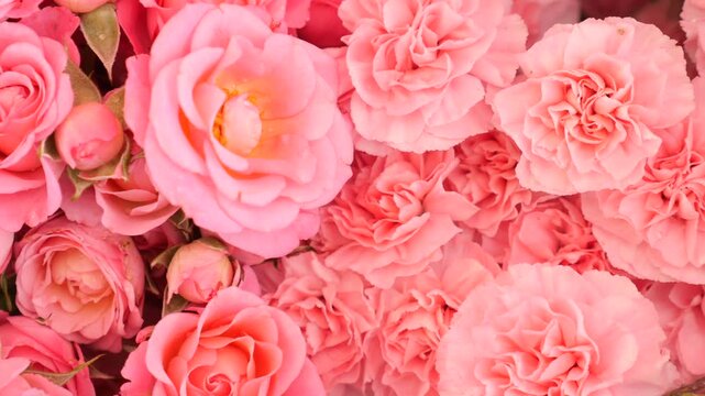 Pink flowers in a garden display during spring season