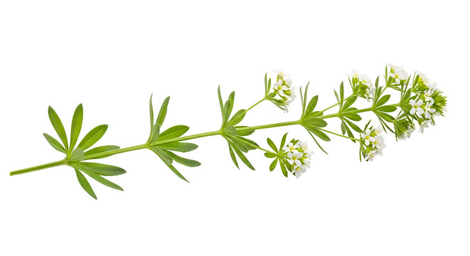 Elegant sprig of Galium odoratum also known as sweet woodruff showcasing delicate white flowers and green leaves on a black backdrop