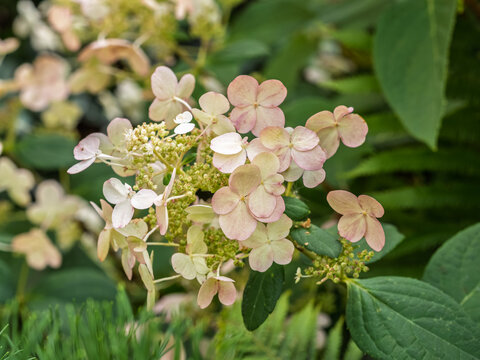 Lush white and yellow hydrangea flowers in summer.