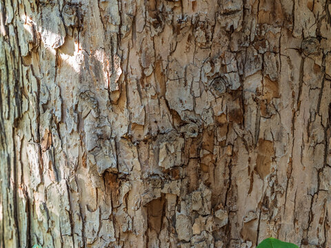The texture of the bark of an old apple tree