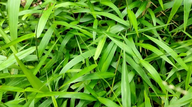 Lush green wild grass texture background in the garden, close up of fresh lawn blades in nature, natural environment. Perfect for natural backgrounds, botanical projects, serene nature-themed visuals.