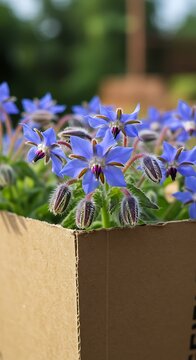 Borage Blooms: Rustic Charm in Cardboard Box