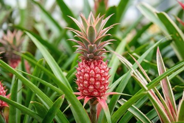 Obraz premium A decorative red pineapple fruit growing on a tropical plant