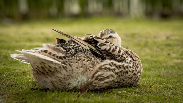 A Resting Female Mallard Duck Preening Its Mottled Brown and Tan Feathers on a Quiet Green Lawn