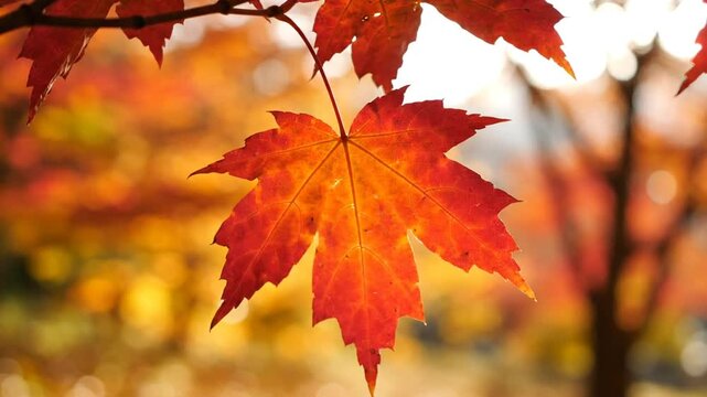 Vibrant red maple leaf in autumn.