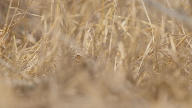Dwarf mongoose camouflaged in tall grass as the camera slowly pans in slow motion, highlighting stealth and concealment in Kruger National Park, South Africa.
