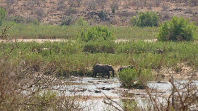 Elephants at waterhole in Kruger National Park in slow motion, several in water and on land as a foreground bull walks forward through the shallows in African savanna habitat.