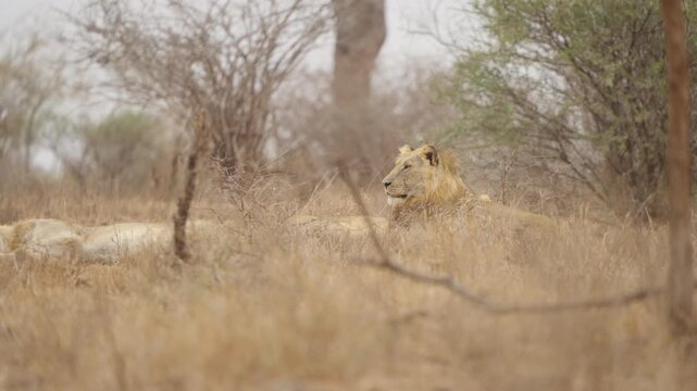 Lion scans the bush as pride sleeps in Kruger National Park, South Africa. Dry-season savanna scene with resting big cats, alert male on lookout in natural habitat.