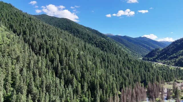 Drone Orbit Over Forest Lake and Meadow in Dayugou