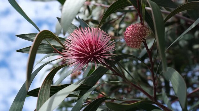 Close-up of a striking Hakea laurina pincushion flower in full pink bloom with a developing bud beside it.&nbsp;One of Australia's most distinctive native wildflowers, known as the Pincushion Hakea.
