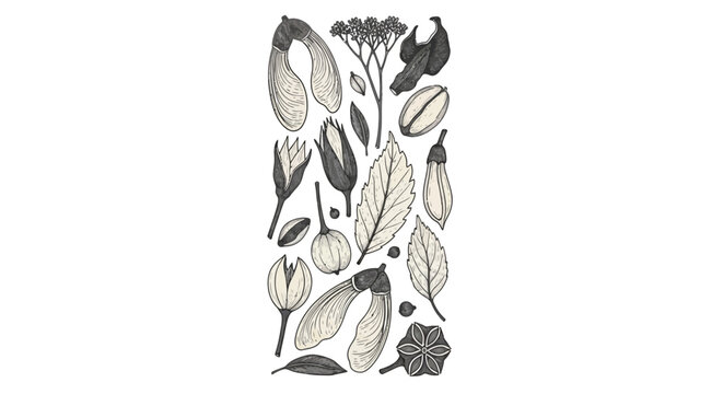 Detailed botanical illustration featuring various leaves, seeds, and plant elements in a vintage engraved style.