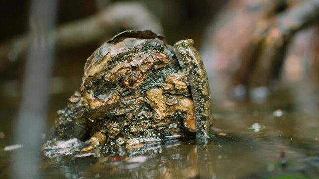 Mudskipper (Periophthalmus) on Wetland in Madagascar island.