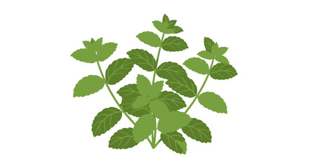 Fresh Mint Leaves Bunch Isolated on White Background © Surya