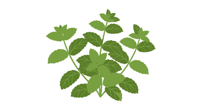 Fresh Mint Leaves Bunch Isolated on White Background