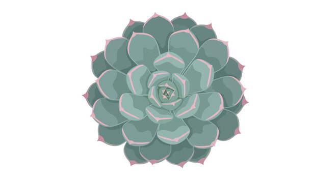 Green succulent plant rosette, top view, isolated on white background