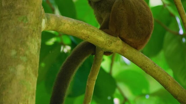 Close up of a great bamboo lemur (Prolemur simus). Madagascar Island.