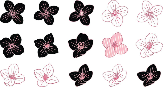 Black and pink flower on white background flowers floral