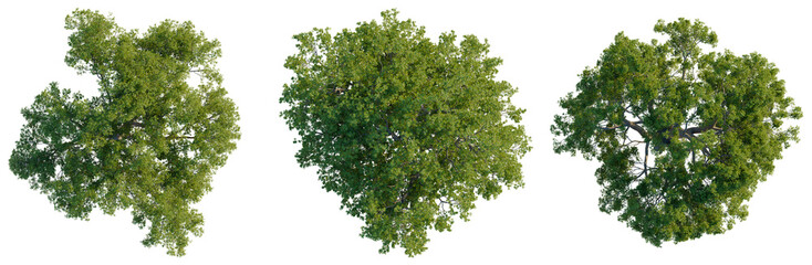 Set of three sessile oak trees Quercus petraea top view isolated on black background. © NguyenDuc