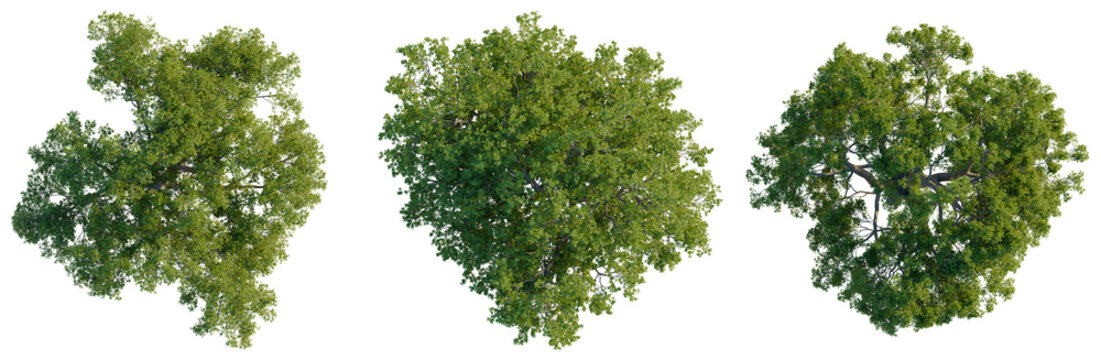 Set of three sessile oak trees Quercus petraea top view isolated on black background.