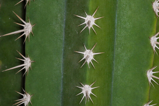 Detalle macro de las espinas de un cactus