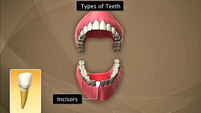 Types of Teeth in human