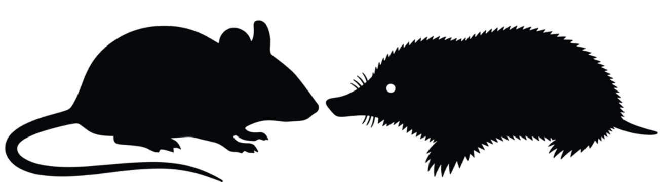 Flat vector illustration of mouse silhouette and mole silhouette facing each other, rodent and insectivore comparison, isolated small animal design