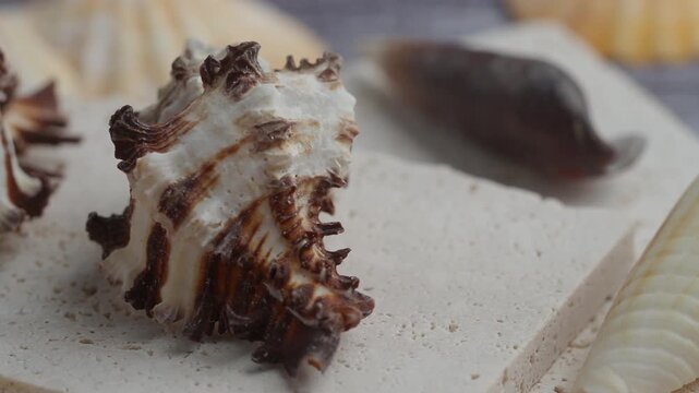 Macro sliding shot of exotic sea shells on beige natural stone with soft blurred background.