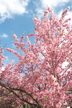 Vertical image pink cherry blossoms blooming on tree branches under clear blue sky, soft natural light and copy space for design or text, spring season concept