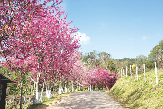 Scenic countryside road lined with blooming pink cherry blossom trees under a clear blue sky with natural light and copy space, ideal for spring travel, tourism, nature background, seasonal banner 
