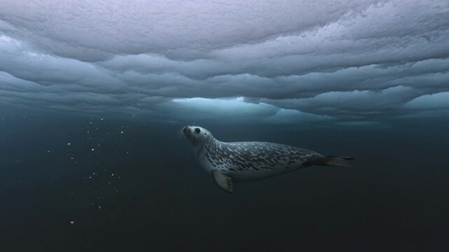 Underwater seal swims gracefully beneath ice floes in cold ocean water.