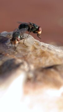 Macro View of Oriental Latrine Blow Flies Feeding on Dead Fish