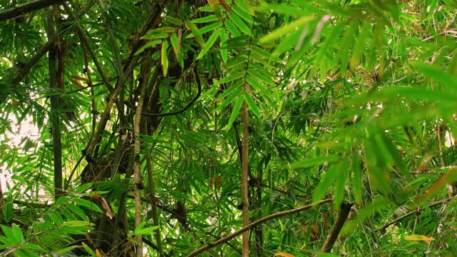 A wide angle footage of a golden bamboo lemur (Hapalemur aureus) Walking on branches of high trees in rainforests of Madagascar island.
