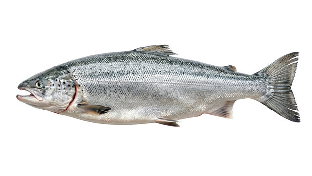 A realistic image of a salmon side view isolated on transparent background