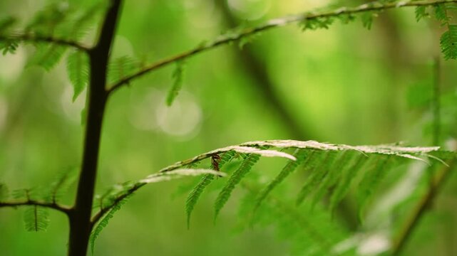 Close up of leaves of green Fern in tropical rainforest of Madagascar island.