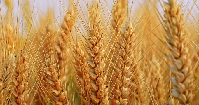 Close-up of ripe golden wheat ears in a field during harvest season