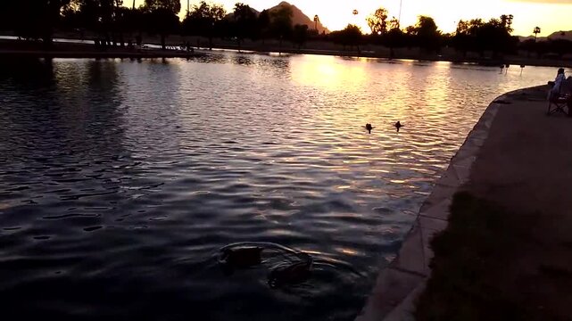 Two ducks in a pond