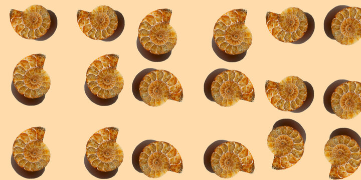 Seamless pattern with natural ammonite fossil shells on beige background. spiral stone texture with realistic shadows creates a minimal and elegant composition. 