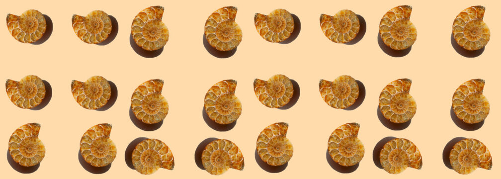 Ammonite fossil wallpaper on beige.fossil pattern, natural stone shell texture. seamless paleontology design 