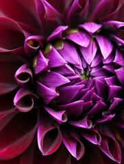 Fototapeta premium Isolated Bright Pink Dahlia Flower Head, Close-Up View, Single Beautiful Blooming Bloom magenta red dahlia flower