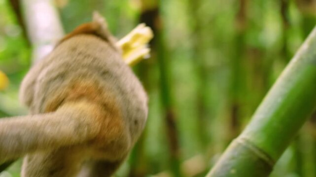 Close up of a Bamboo Lemur (Hapalemur) eating bamboo tree in Madagascar rainforest.
