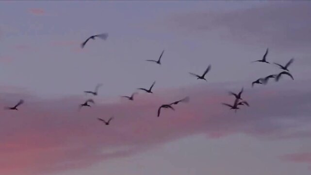 A flock of birds silhouetted against a beautiful colorful purple and pink sunset sky flying.