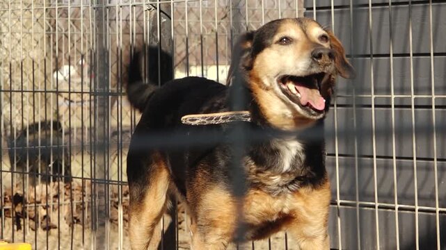 Friendly mixed breed dog with black and tan fur wagging its tail inside a metal cage, mouth open in a joyful expression, lit by warm sunlight in an outdoor shelter.