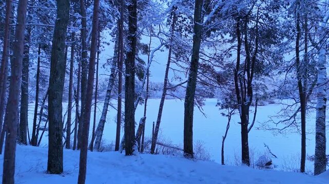 Drone flying at low altitude through snow-covered pine trees with frozen lake in background during cold winter dusk in Harold Parker State Forest, Andover, Massachusetts, USA